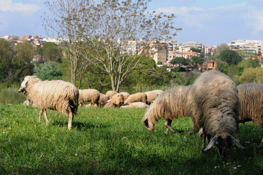 Picturesque pastures along the Via Appia (Ph. credit Agnethe)
